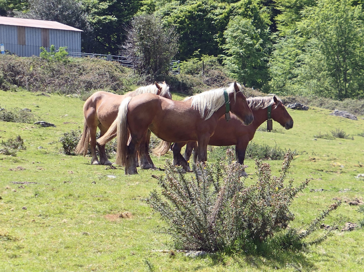 Chevaux des Pyrénées - Arette