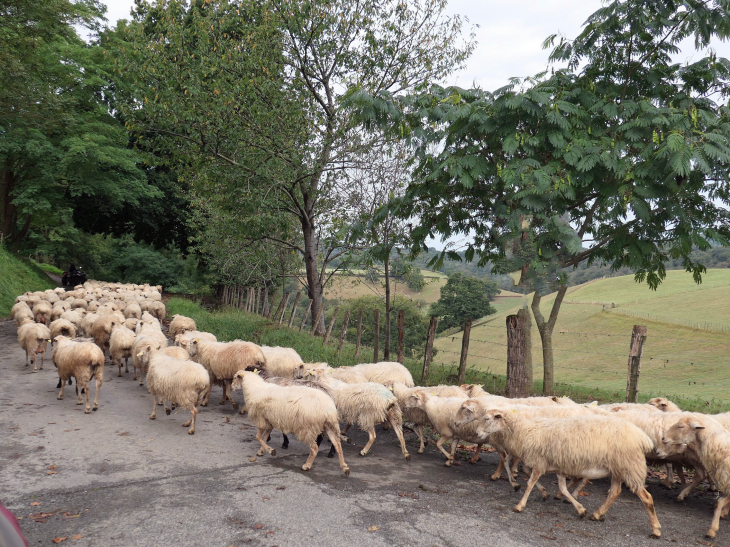 Zone de production Ossau Iraty (fromage de brebis) - Arhansus