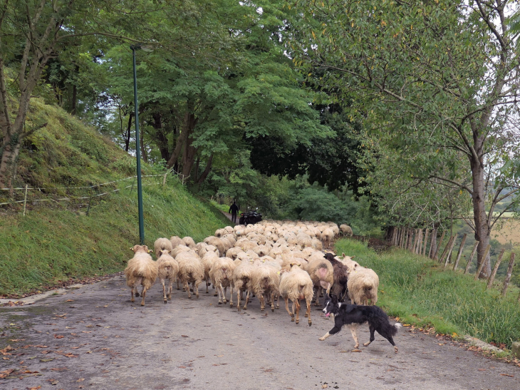 Zone de production Ossau Iraty : les brebis  - Arhansus