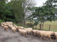 Photo précédente de Arhansus zone de production Ossau Iraty (fromage de brebis)