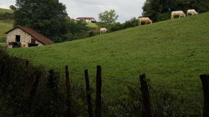 Nature - Aroue-Ithorots-Olhaïby