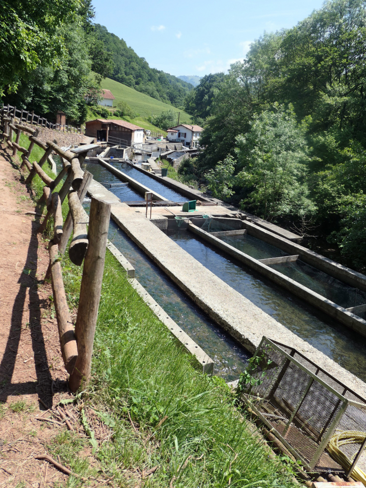 La ferme aquacole : élevage de truites très renommées - Banca