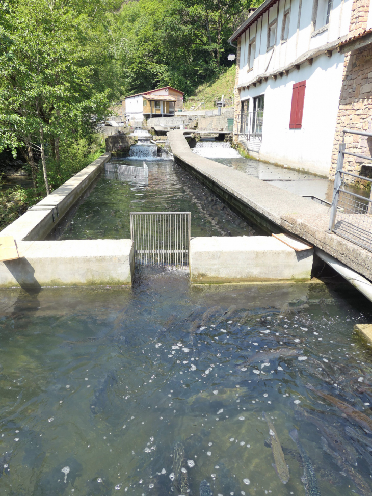 La ferme aquacole : élevage de truites très renommées - Banca