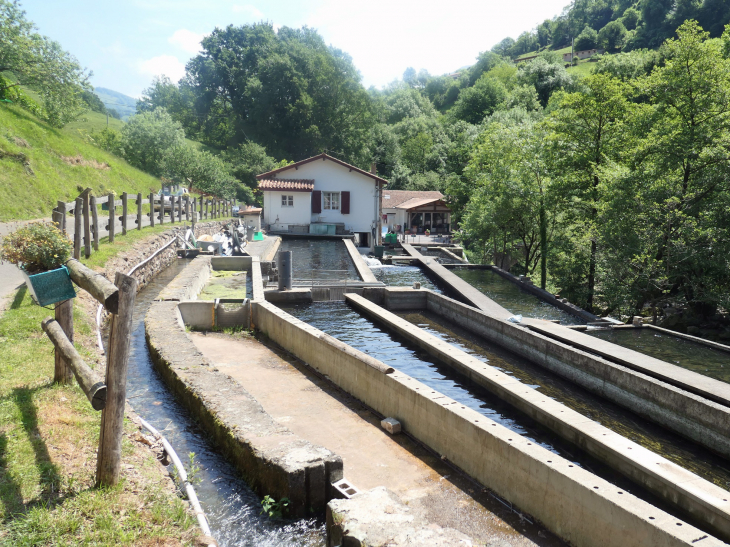 La ferme aquacole : élevage de truites très renommées - Banca