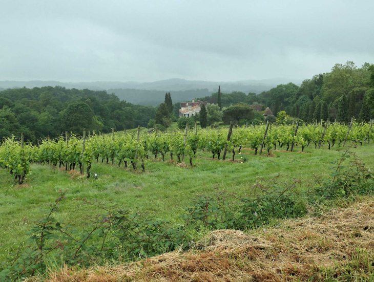 Les Pyrénées vues des vignes - Cabidos