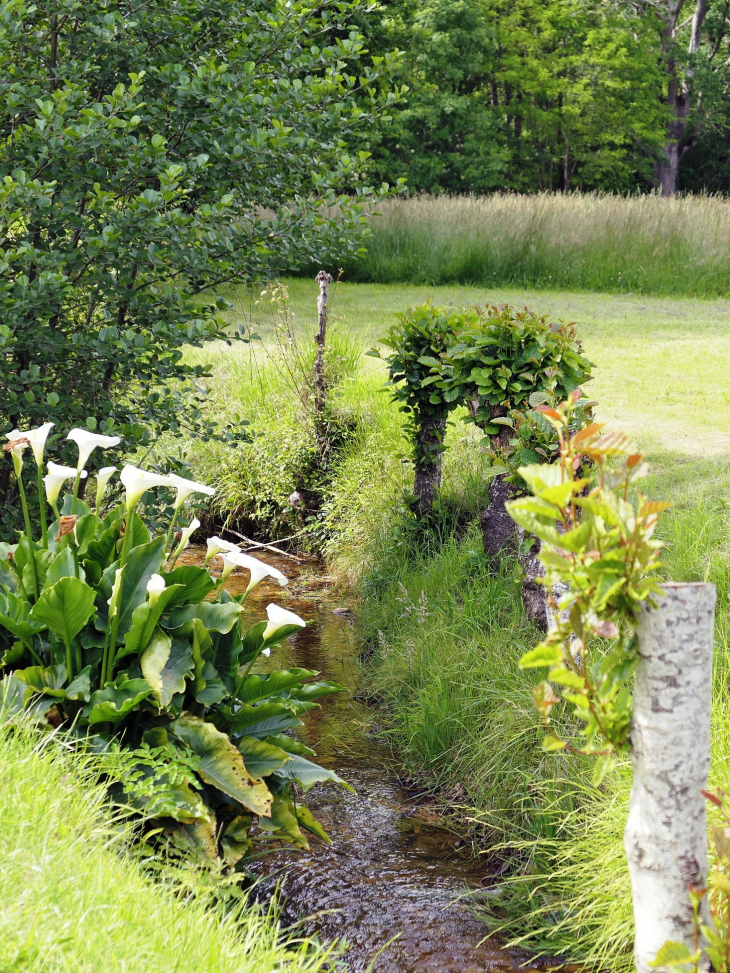 Arums au bord du ruisseau - Cardesse