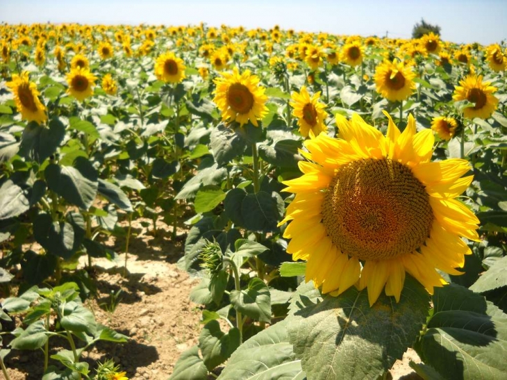 Tournesols à Coslédaà - Coslédaà-Lube-Boast