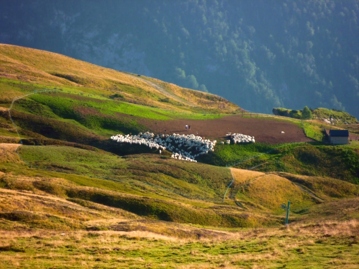 Sur les pentes de l'Aubisque - Eaux-Bonnes