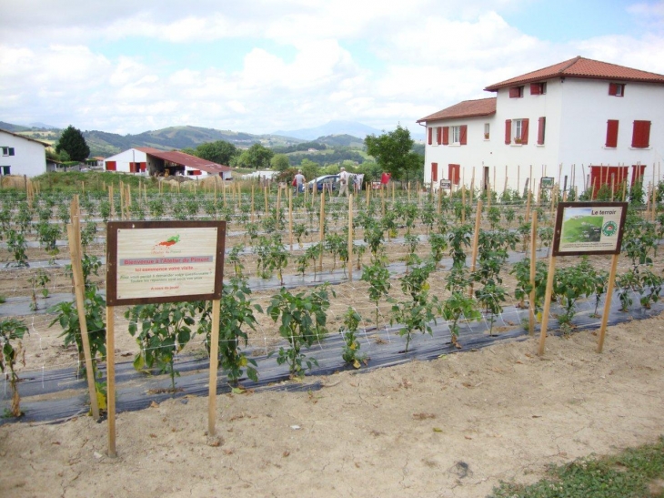 Champs de piments d'Espelette