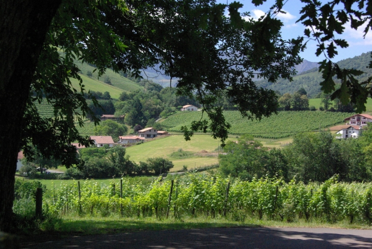 Vignoble vu du cimetière - Irouléguy