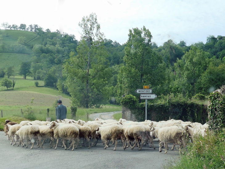 Transhumance - Lanne-en-Barétous