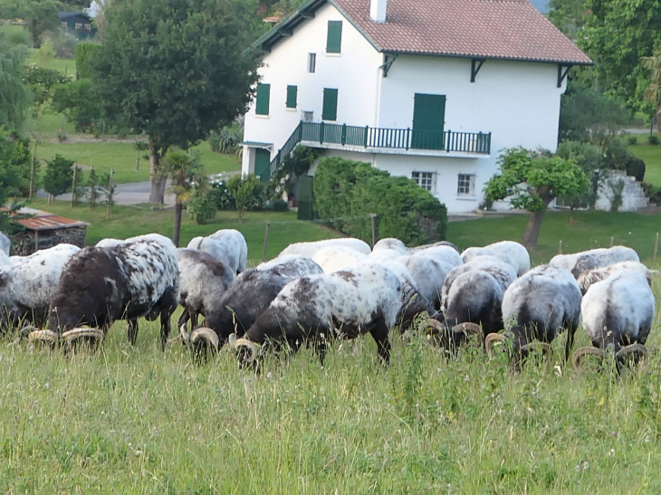 Troupeau de moutons Manech - Larressore