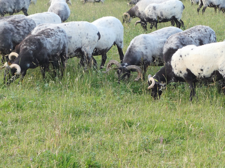 Moutons Manech à cornes et tête noire - Larressore