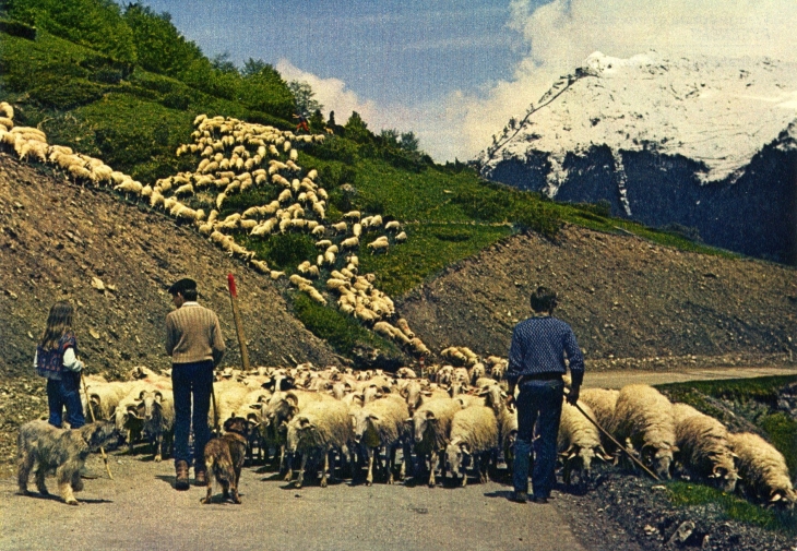 Transhumance à Bious-Artigues (carte postale de 1970) - Laruns