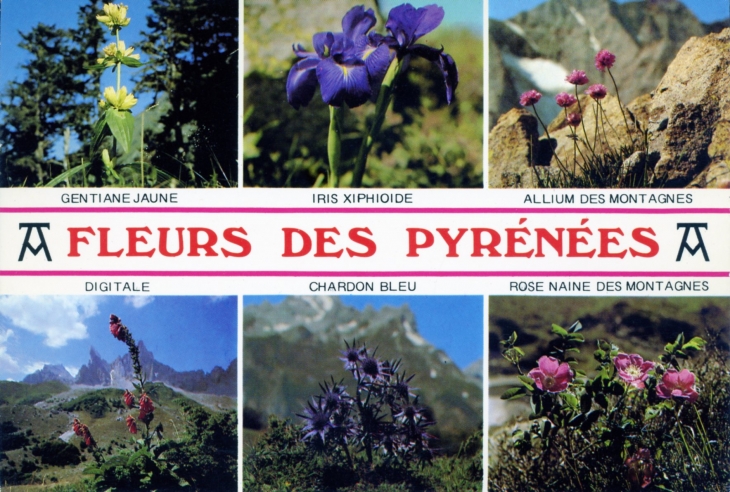 Fleurs des Pyrénées (carte postale). - Laruns