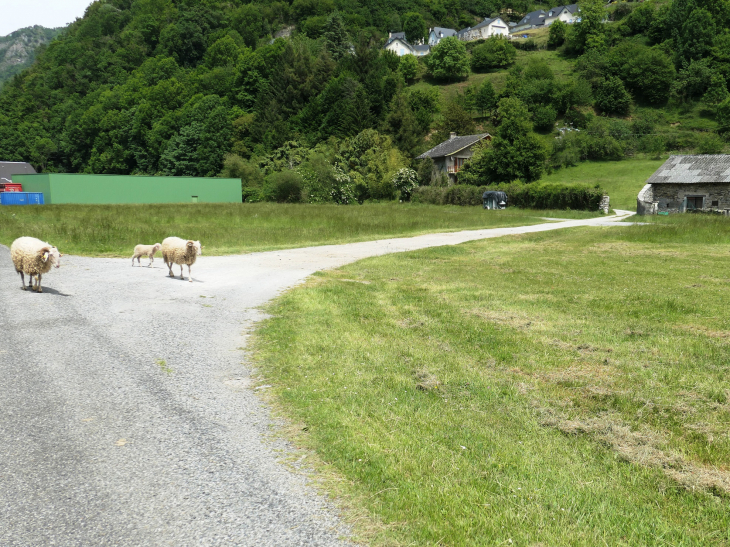 Les moutons au pied du village - Louvie-Soubiron