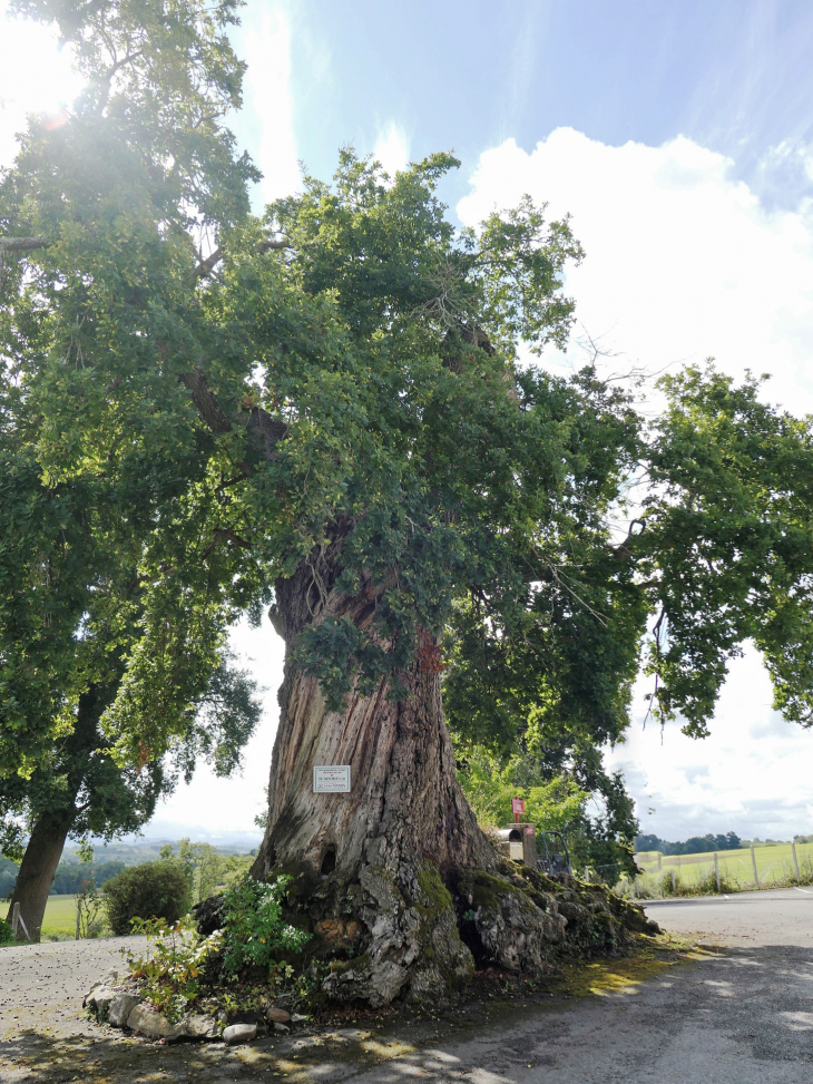 Arbre remarquable : un des trois chênes millénaires de France - Orriule