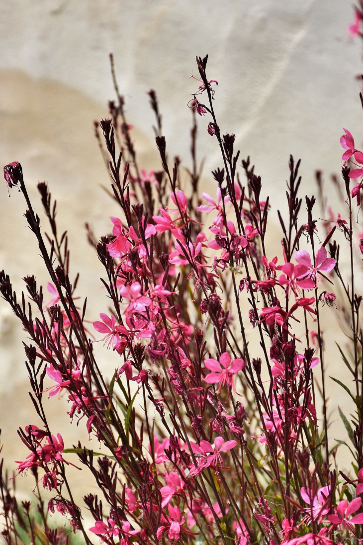 Fleurs - Saint-Girons-en-Béarn