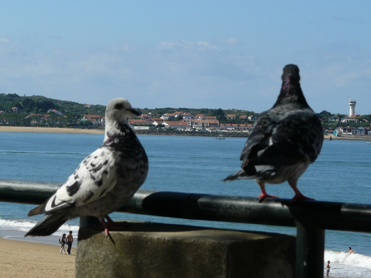 Touristes dur la plage de St Jean de Luz - Saint-Jean-de-Luz