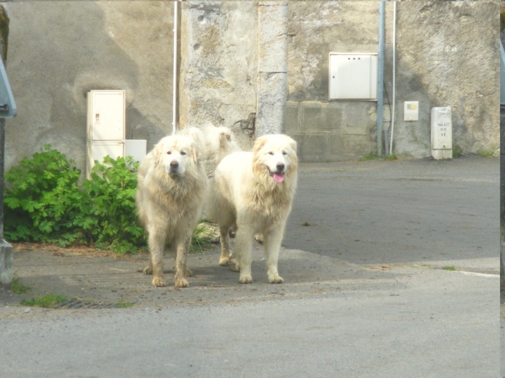 Chien des pyrennees - Sainte-Colome