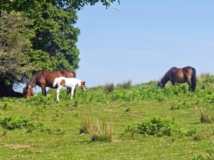 La Rhune : chevaux pottok en liberté - Sare