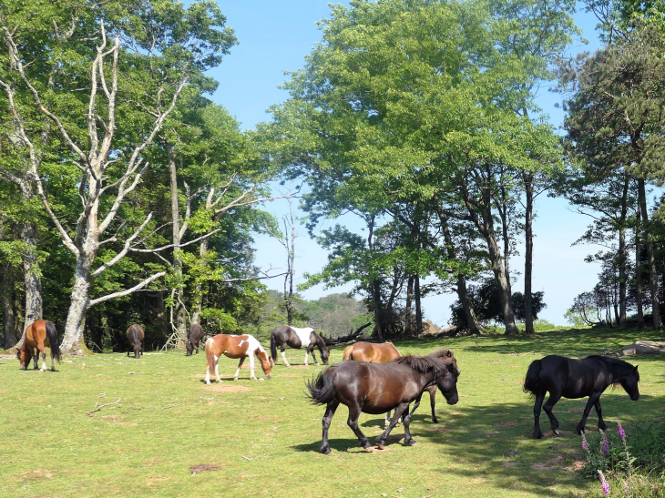 La Rhune : chevaux pottok en liberté - Sare