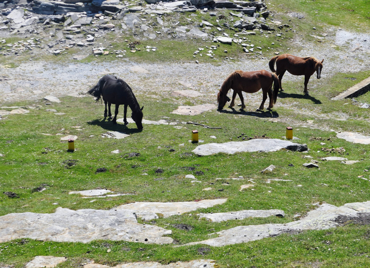 La Rhune : chevaux pottok en liberté - Sare