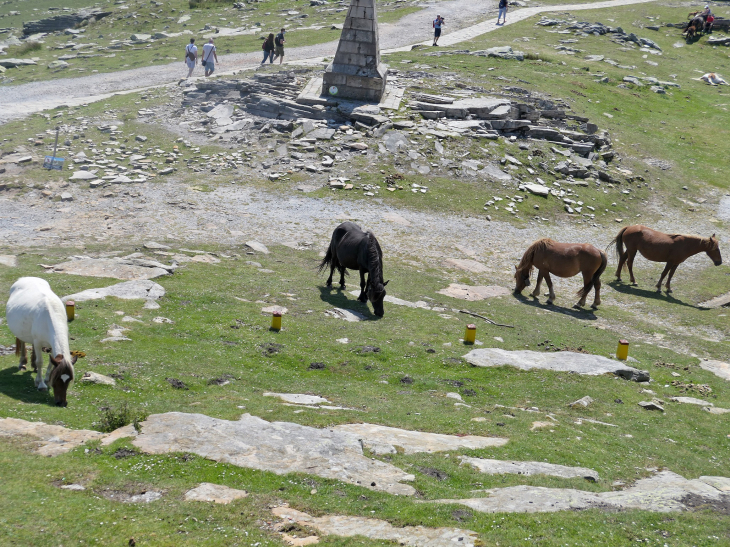 La Rhune : chevaux pottok en liberté - Sare