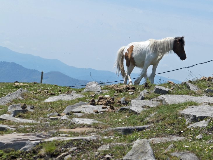 La Rhune : chevaux pottok en liberté - Sare