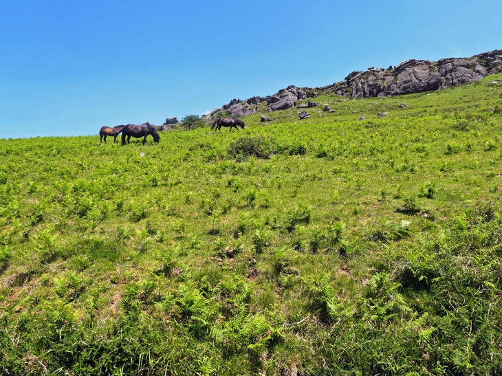 La Rhune : chevaux pottok en liberté - Sare