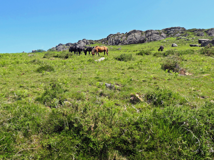 La Rhune : chevaux pottok en liberté - Sare