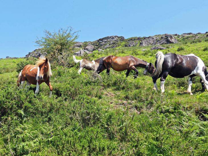 La Rhune : chevaux pottok en liberté - Sare