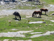 la Rhune : chevaux pottok en liberté