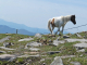 la Rhune : chevaux pottok en liberté