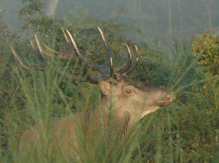 Un cerf au brame - Cérilly