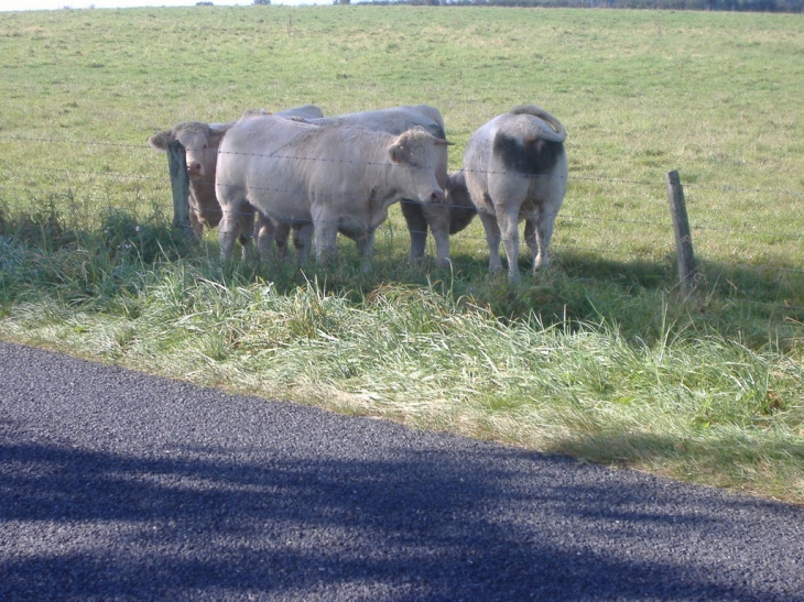 Vaches à chevagnes