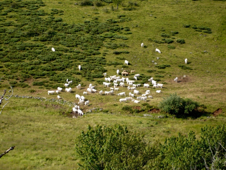 Le Plomb du Cantal - Troupeaux de vaches - Albepierre-Bredons