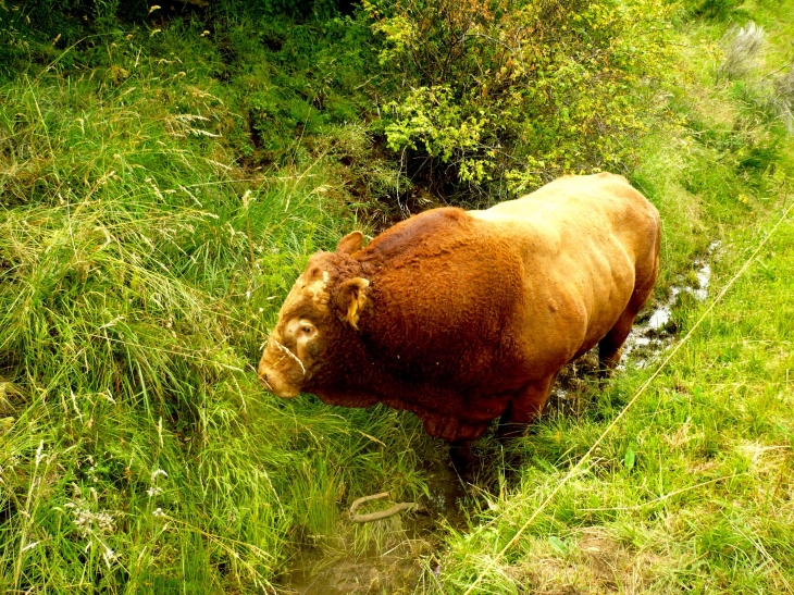 Aux alentours, taureau race salers. - Charmensac