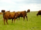 Photo suivante de Charmensac Aux alentours, troupeau de vaches salers.