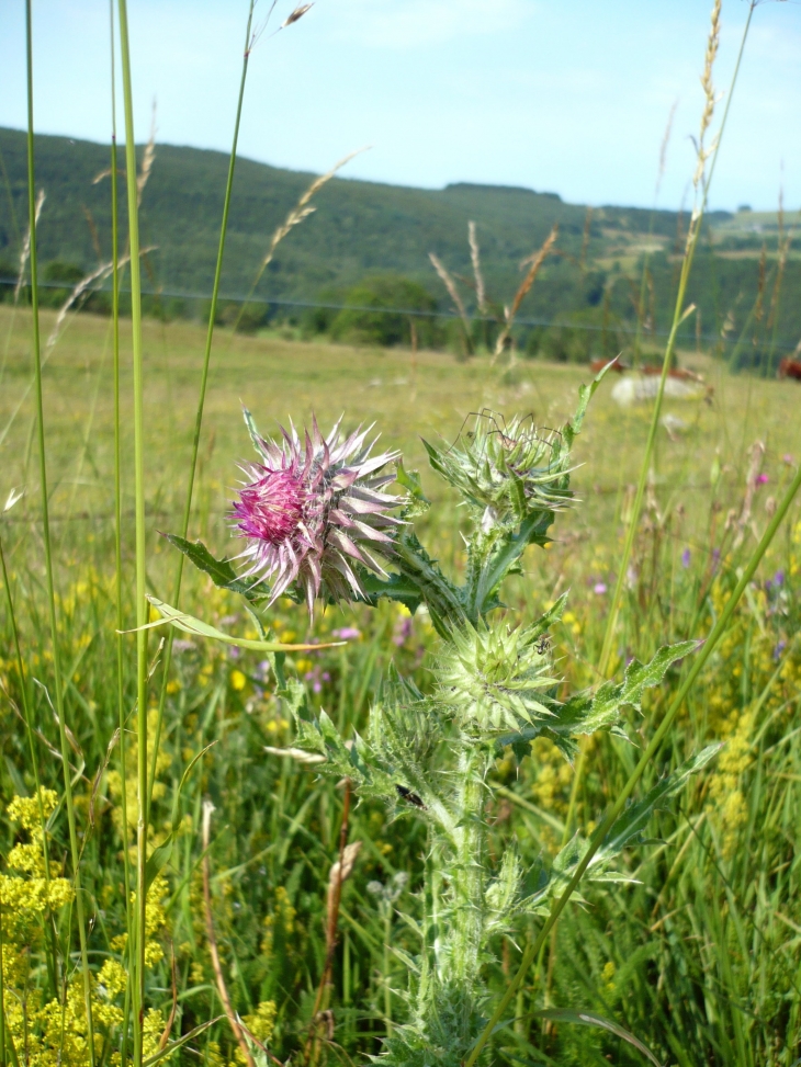 Aux Alentours - Faverolles