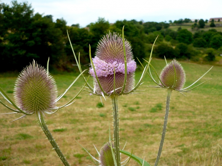 Fleurs de chardon sur le chemin de la chapelle Sainte-Madeleine. - Massiac