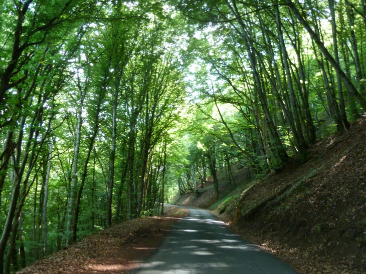 Les sous bois entre anglars de salers et pépanie, une pure merveille ! - Saint-Vincent-de-Salers