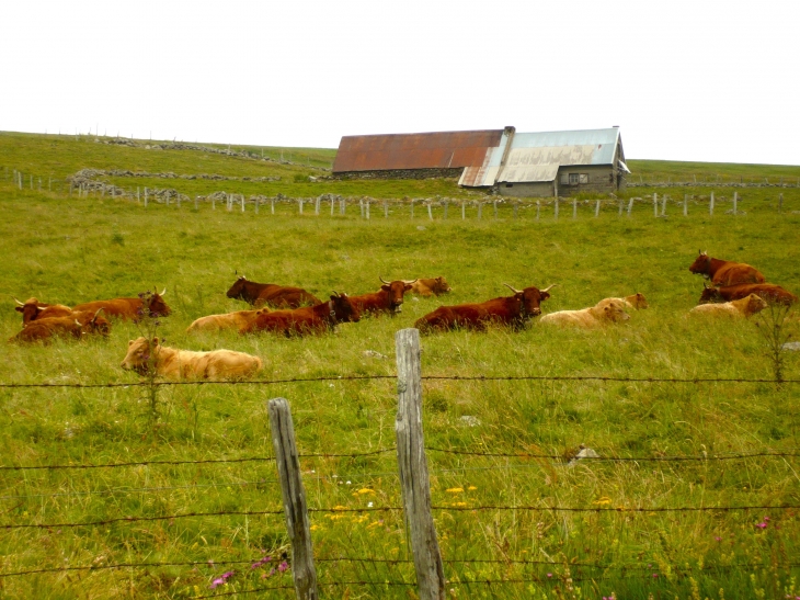 Troupeau de Salers au repos.