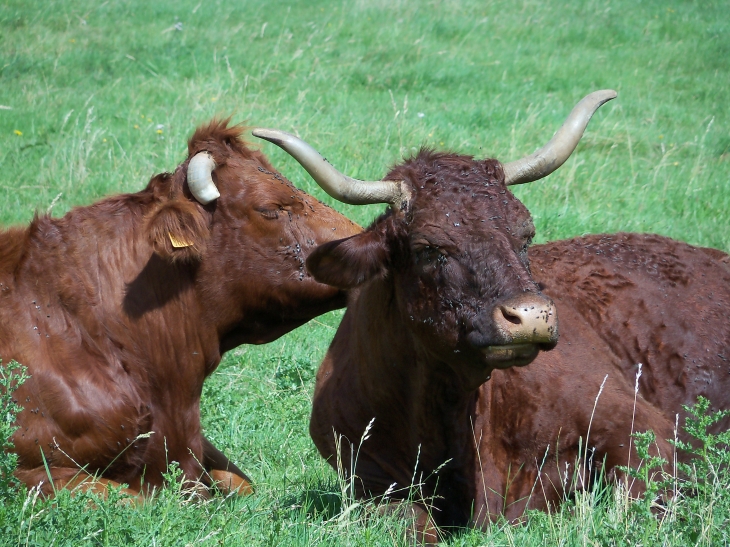 Vaches race Salers