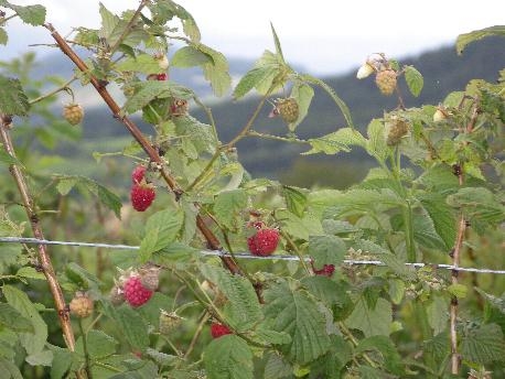 Framboises à Aubaron - Fix-Saint-Geneys