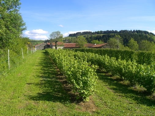 Magnifiques plantations - Fix-Saint-Geneys