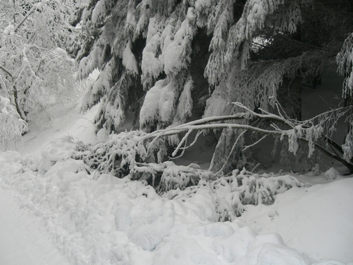 Quelques arbres couchés sur la route - Fix-Saint-Geneys