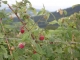 framboises à Aubaron