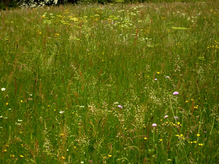 Prairie fleurie - Le Monastier-sur-Gazeille