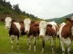 Photo précédente de Le Monastier-sur-Gazeille 